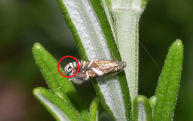 Tortricidae da ID. No, Glyphipterigidae: Glyphipterix forsterella